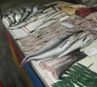 Friche Fische für fischers Fritz