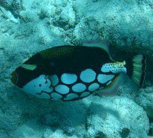 Leoparden Drückerfisch