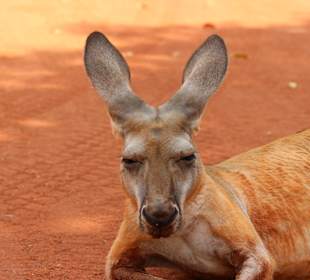 Känguru im Sandfire Roadhouse