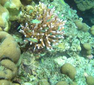 Andaman Snorkel Discovery
