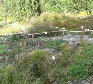 Alpinum