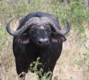 Büffel