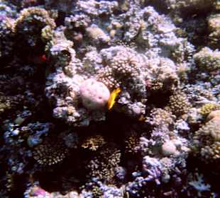 Einmalige Korallenwelt am Strand