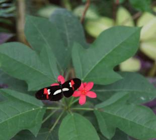Mariposario de Benalmàdena