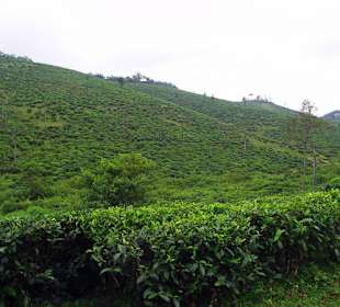 Plantacje herbaty widoczne w drodze do parku