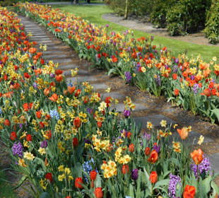 Blumenpracht im Keukenhof