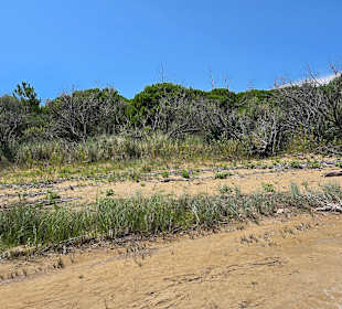 Bei den Dünen