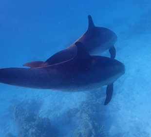 Einmalie Erlebnisse mit Mo´s Delfinen