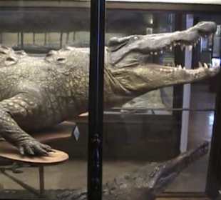 Naturhistorisches Museum