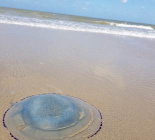 Strand Renesse