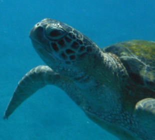 Schildkröte in der Bucht
