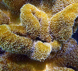Riff Gorgonia 