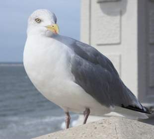 Möwe auf der Promenade