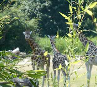 Am Giraffen gehege