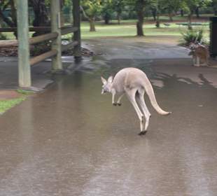 Im Kängurustreichelgehege