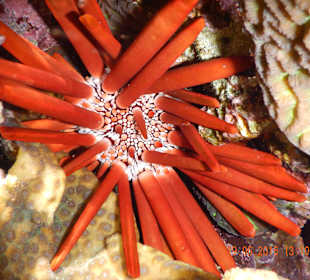 Seeigel