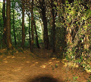 Naturreservat tief im Wald