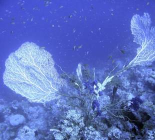 Nurkowanie w Sharm el Sheikh - podwodne życie