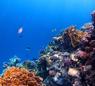 Schnorcheln Marsa Alam