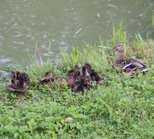 Junge Entenfamilie am See