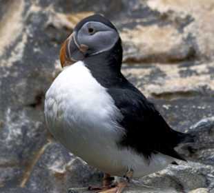 Papageitaucher im Oceanário