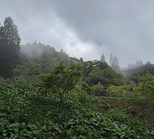 Alishan National Forest