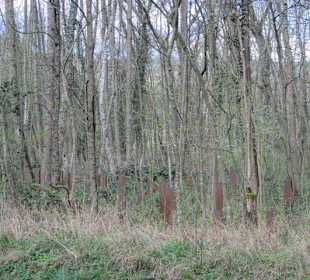 Panzersperren im Wald