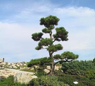 Findlingspark Nochten