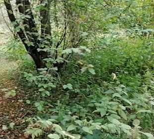 Schaugarten Eninger Weide