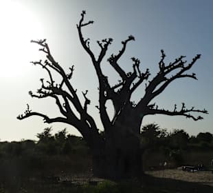 Baobab dans la brousse
