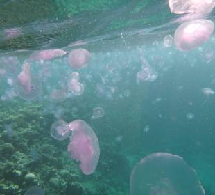 Quallenplage am Hausriff