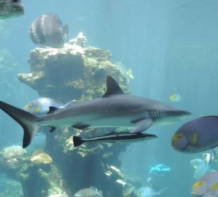 Im Aquarium unterwegs