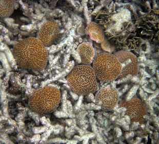 \'Home' reef