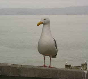 Blick von Insel Alcatraz