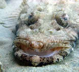 Teppichkrokodilsfisch, Hausbucht