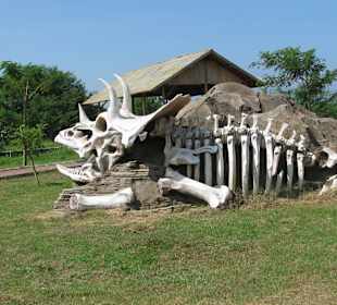 В зоопарке Бали