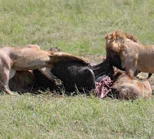 Gamedrive Masai Mara