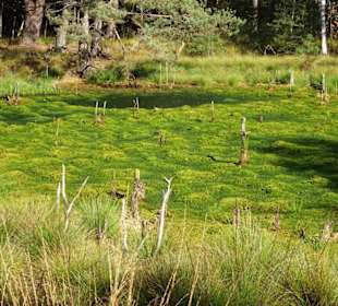 Eindrücke aus dem Großen und Weißen Moor