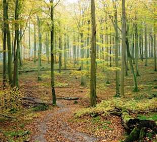 Wanderweg durch den Wald