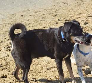 Hundestrand in Bibione