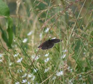 Natur pur an der Blidingsholmer Brücke
