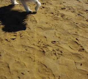 Gute Spaziergänge Hundebeutel nicht vergessen