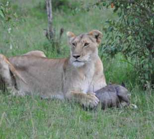 Löwin mit Beute