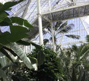 Palmenhaus