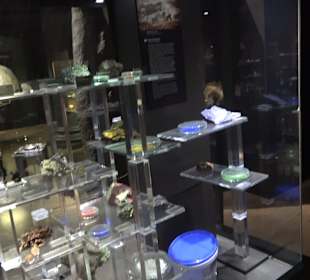 Staatliches Naturkunde Museum