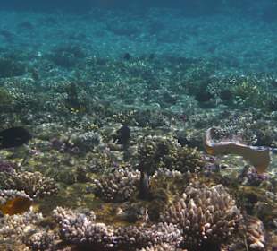 Riffdach mit schwimmendem Rochen rechts vorne