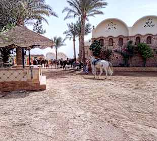 Reiterhof Sahl Hasheesh