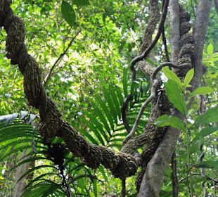 Pflanzen im Dschungel