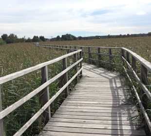 Federseesteg Bad Buchau
