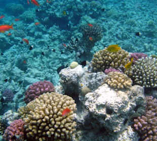 Hausriff Makadi Palace